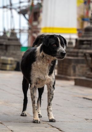 Black and white street dog standing on temple steps in Nepal.