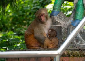 Orangutan lounging on a metal structure in a lush green environment.