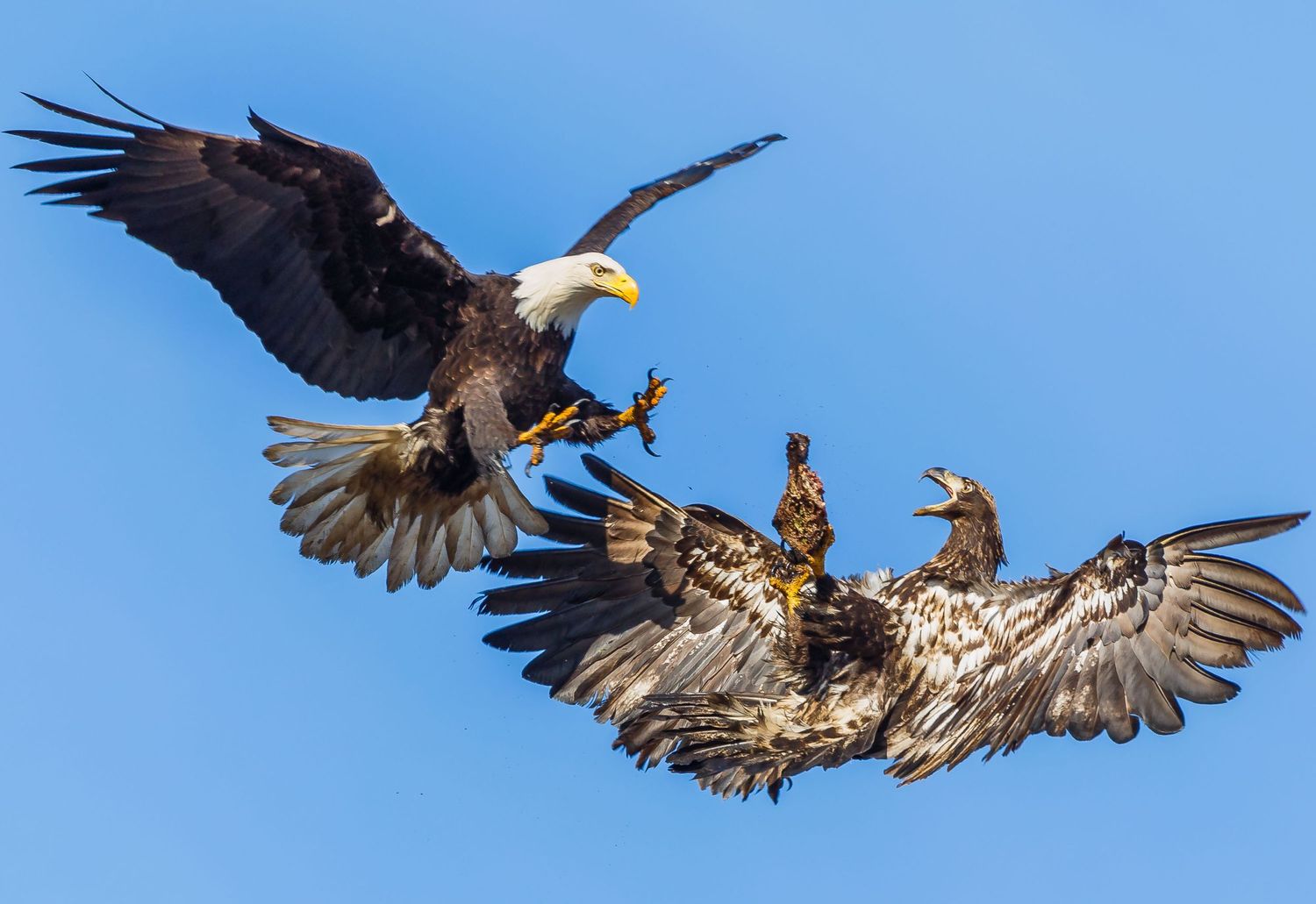 Bald Eagle