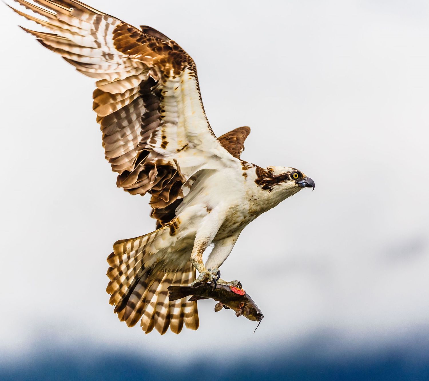 Osprey, Pitt Lake, Pitt Meadows