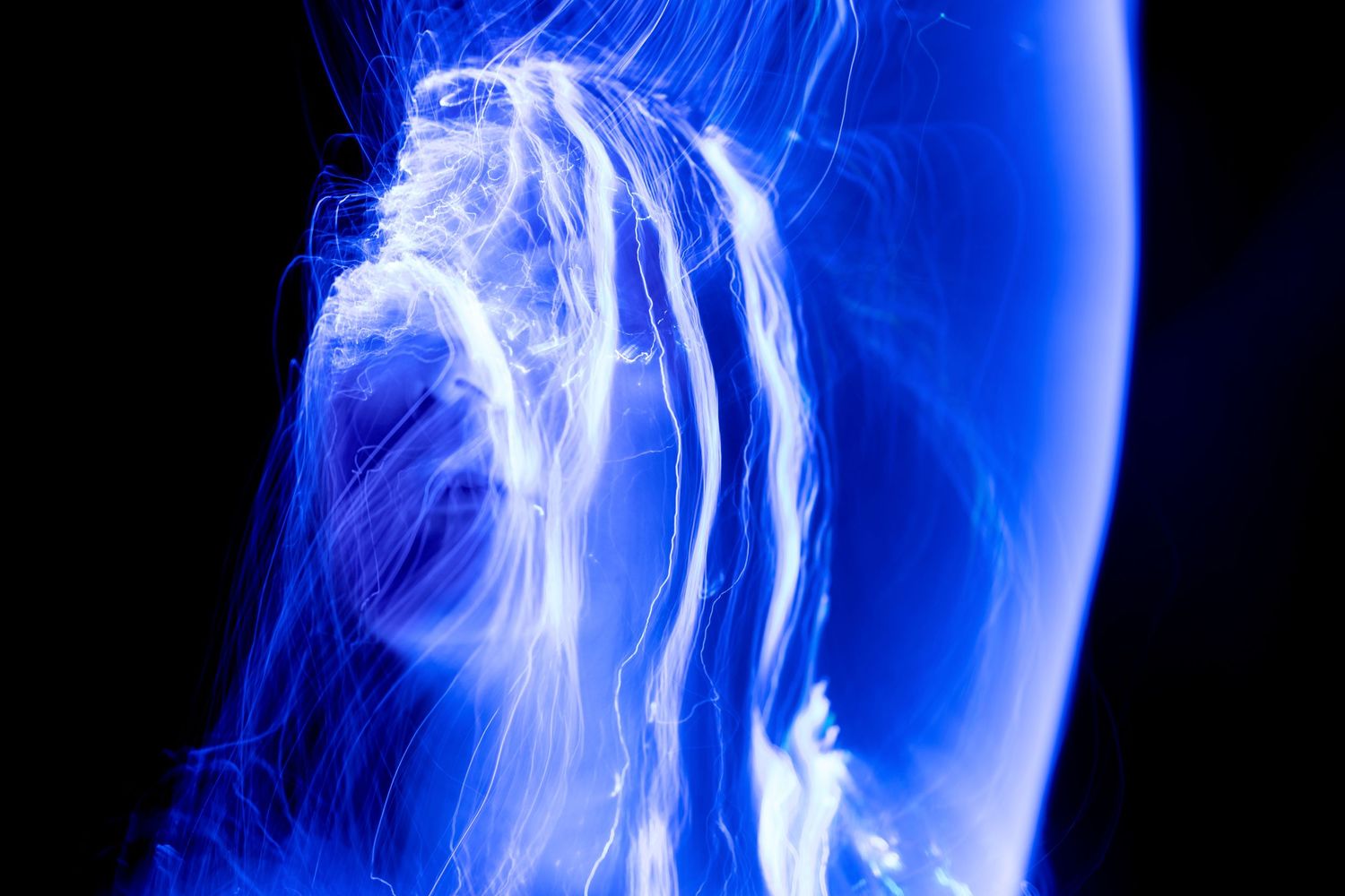 kateryna tiupa vilnius photographer bathed in blue light