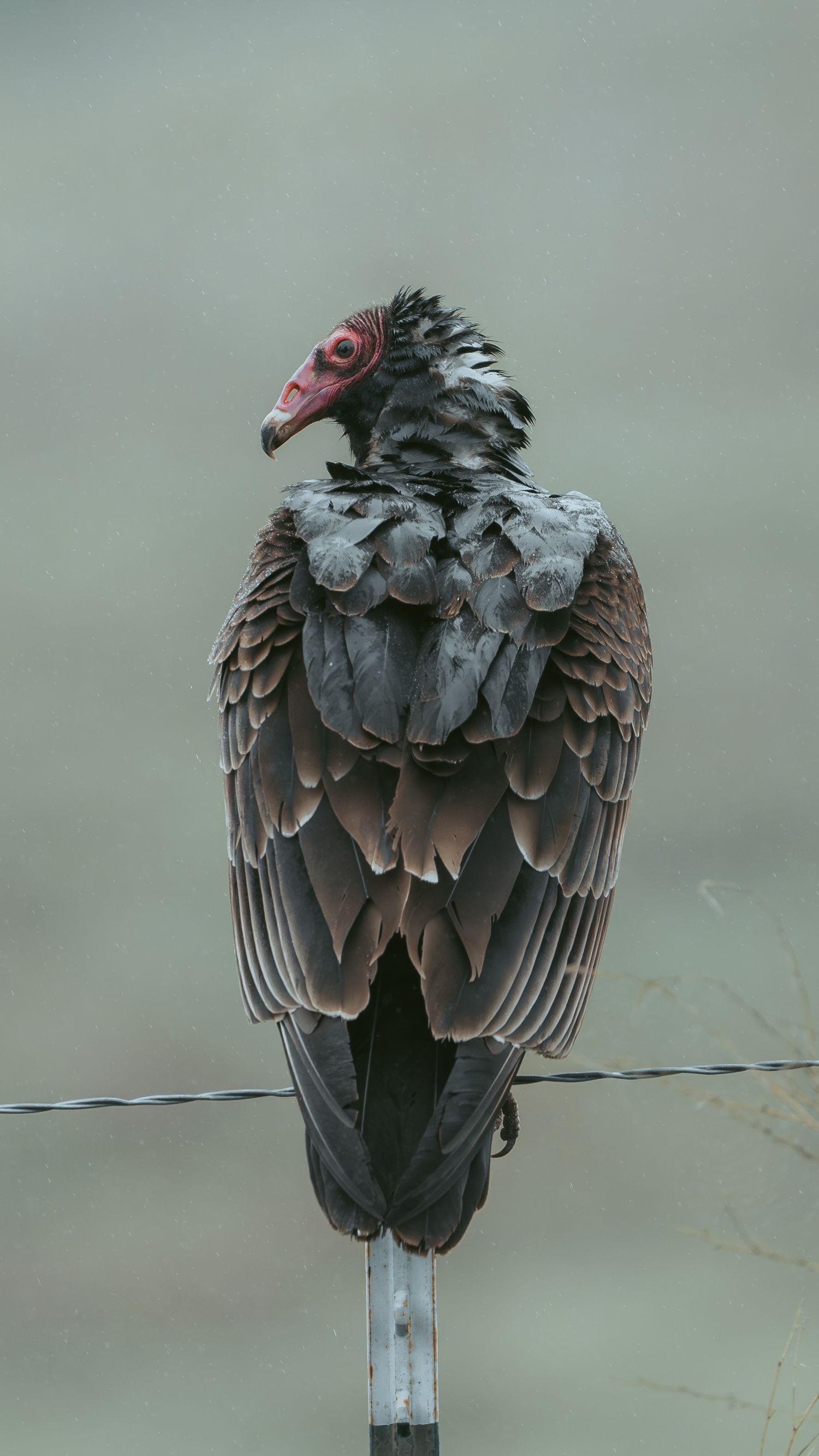 A turkey vulture perches on a metal pole, displaying its dark feathers and distinctive red head against a gray background.