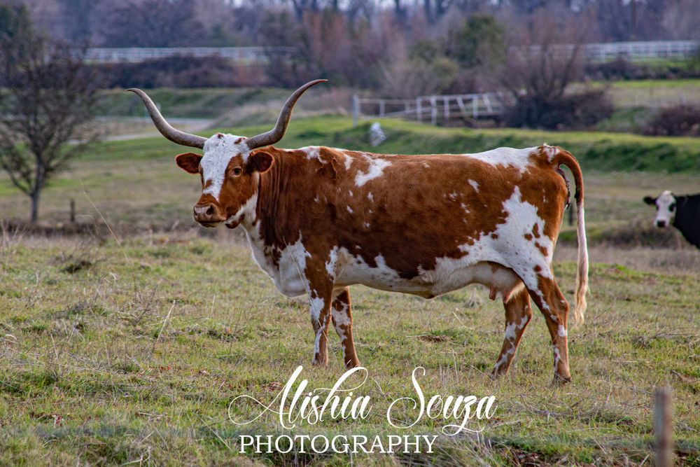Long Horn Cattle in field Northern California Farm