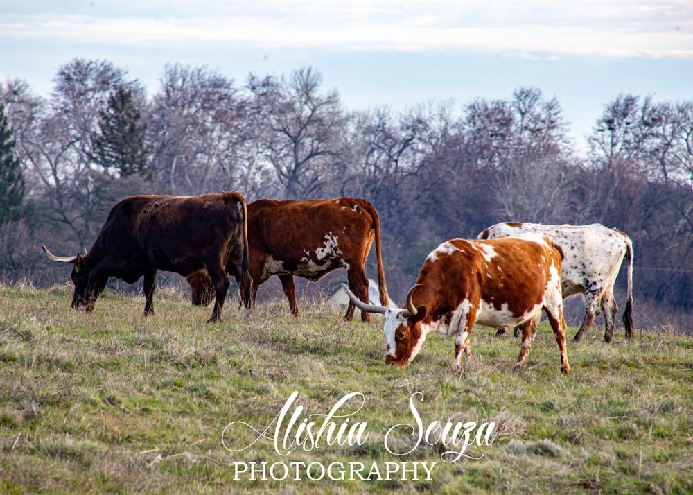 Long Horn Cattle in field Northern California Farm