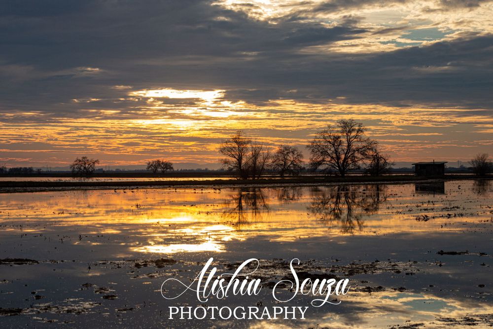 Orange sunset mirrored reflection over northern California rice fields