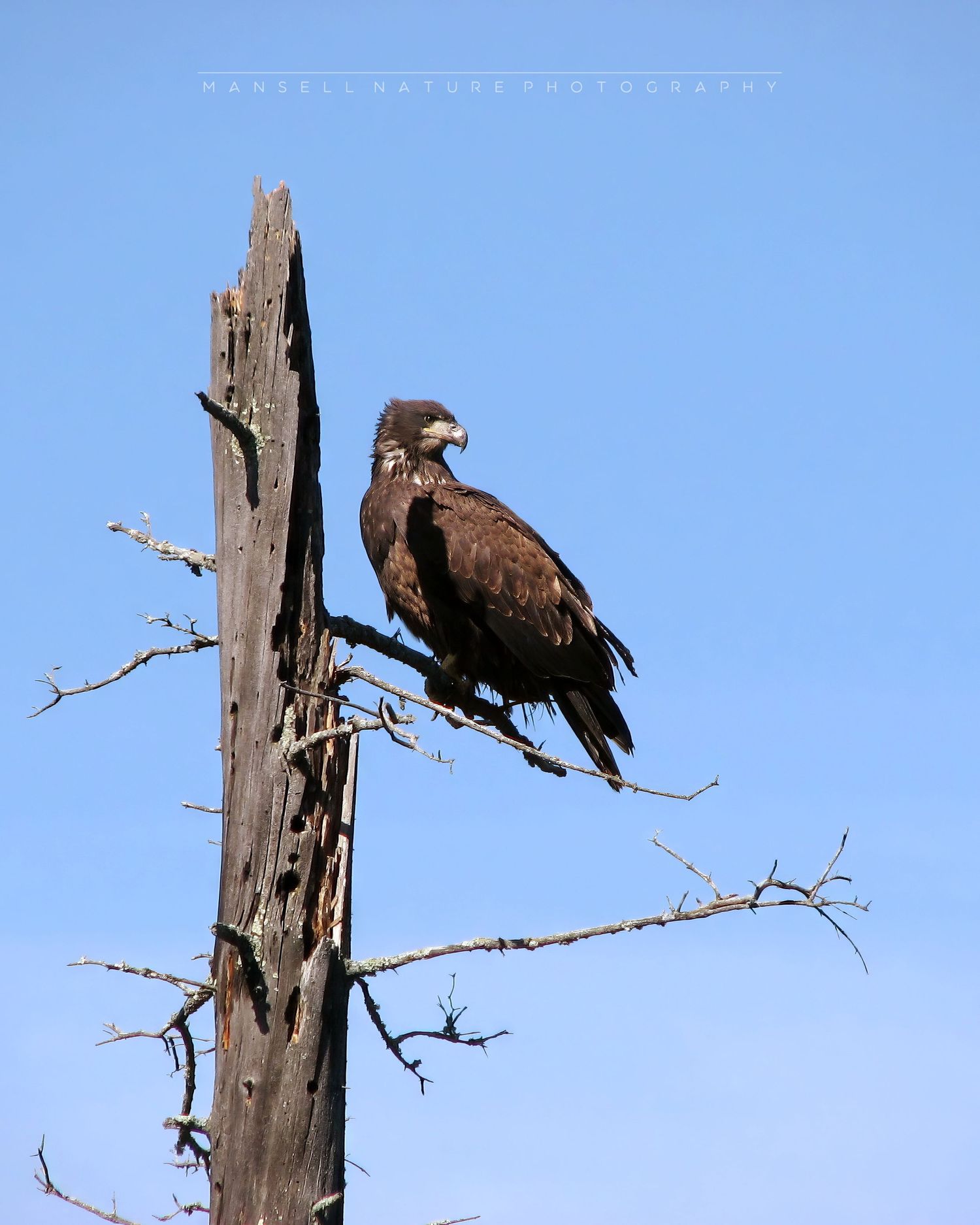 photo of a young Bald Eagle