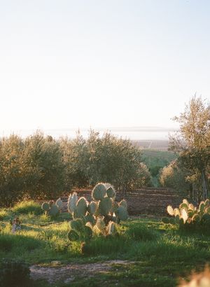 Prickly pear cactus plants grow among olive trees in a sunlit grove during golden hour.