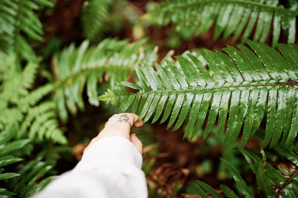 Close-up view of a hand touching wet green fern leaves in a lush forest setting.