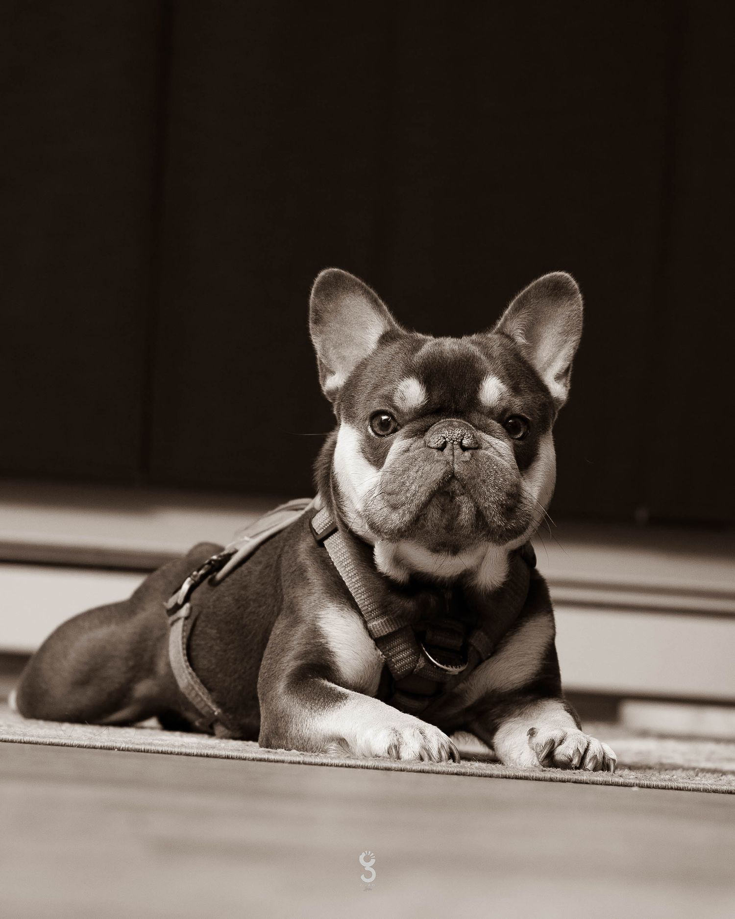 A French Bulldog lying down in a black and white portrait photograph.