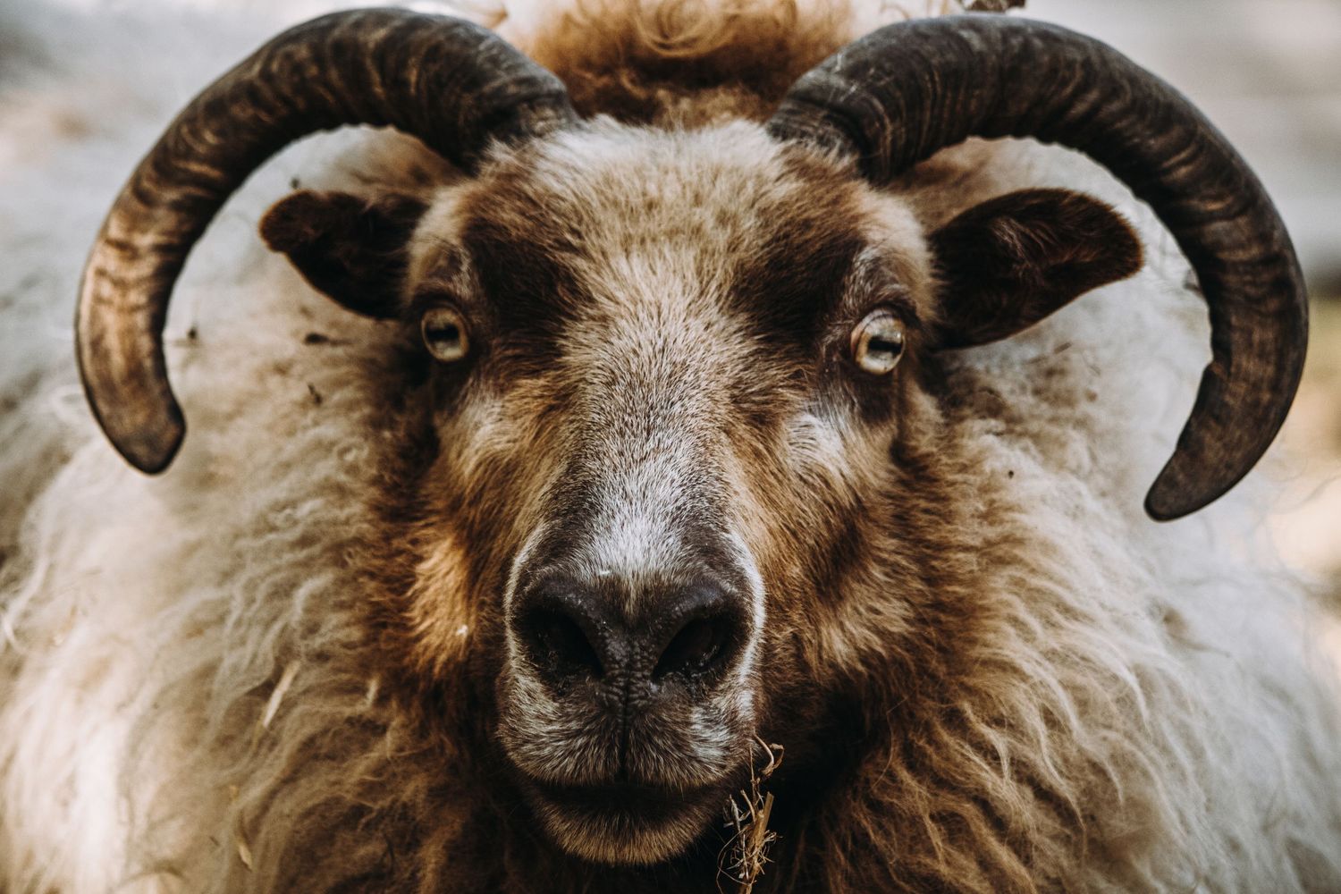 Close-up portrait of a horned sheep with thick woolly coat looking directly at camera.