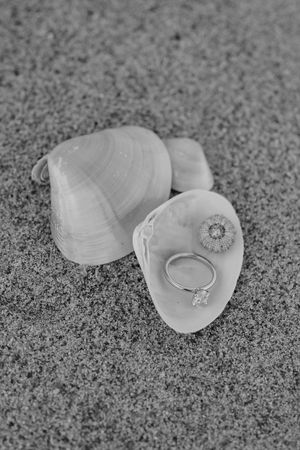 A set of black and white photographs showing delicate open seashells nestled in sand, with one containing a ring.