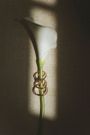 White calla lily with gold wedding rings on stem against textured burlap background in soft natural light.