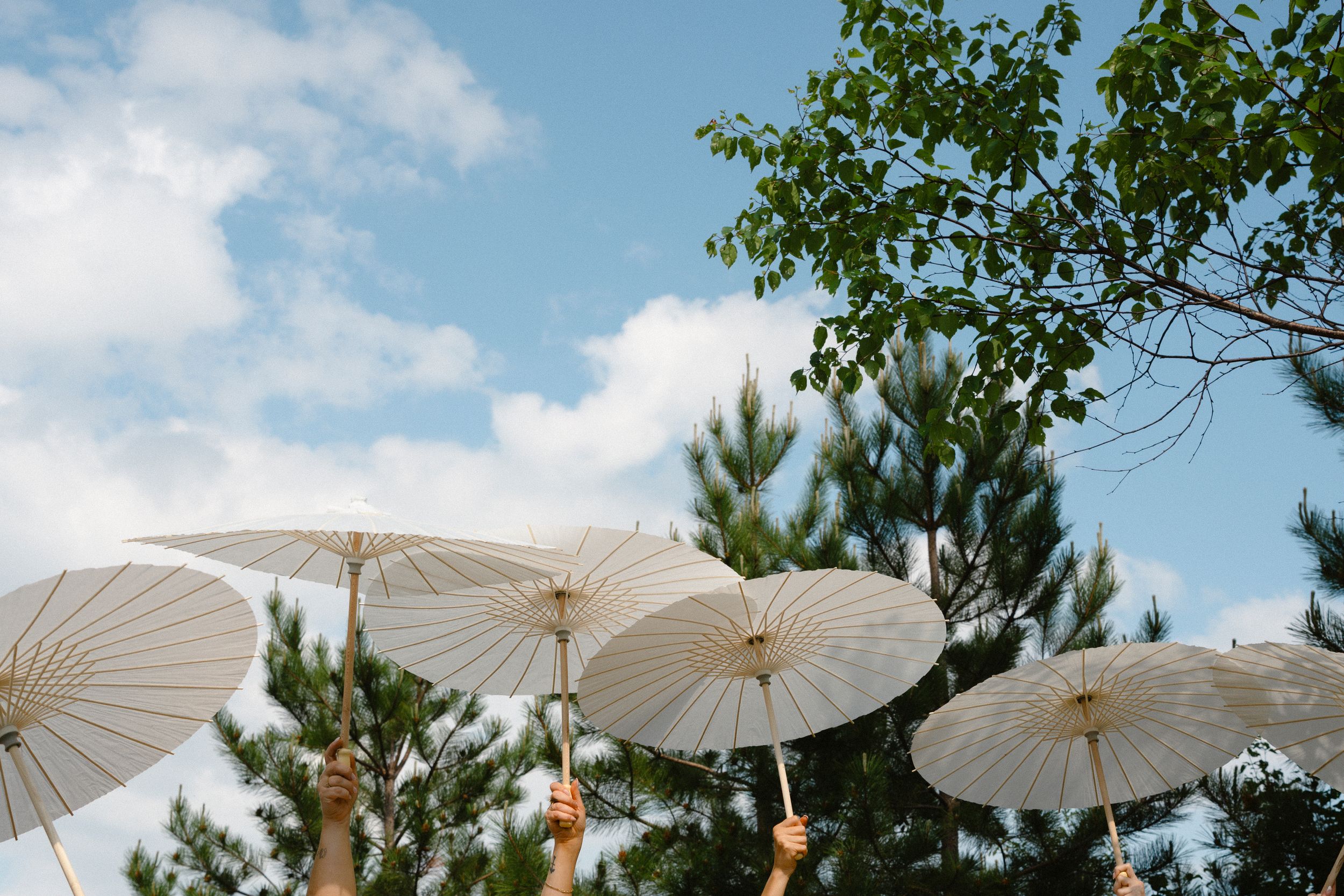 White paper parasols held up against a blue sky with green pine trees in the background.
