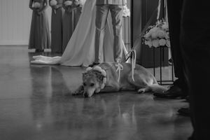 A dog lies on the floor during a wedding ceremony, surrounded by formal attire and decorative elements.
