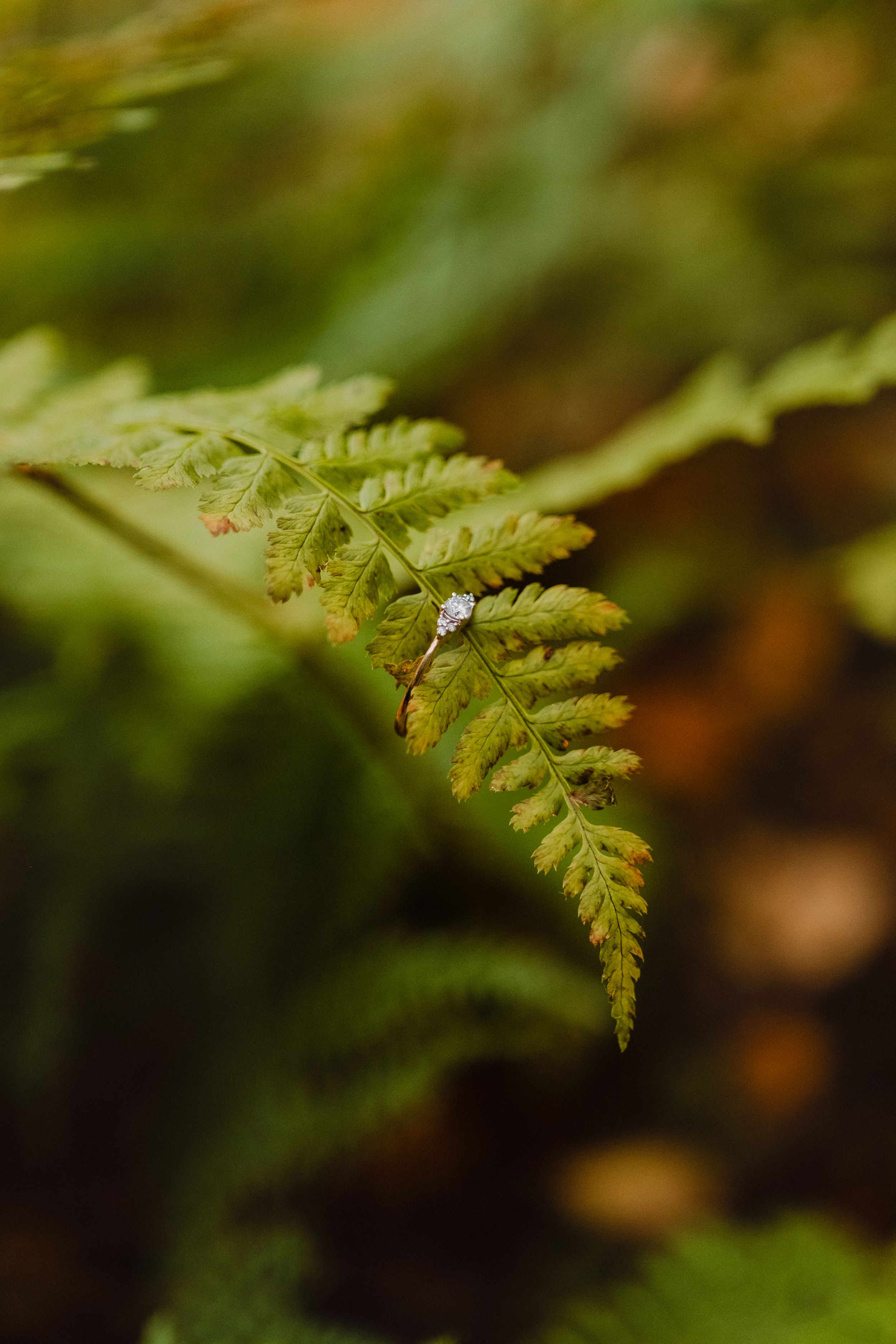 Engagement ring hanging on the leaf