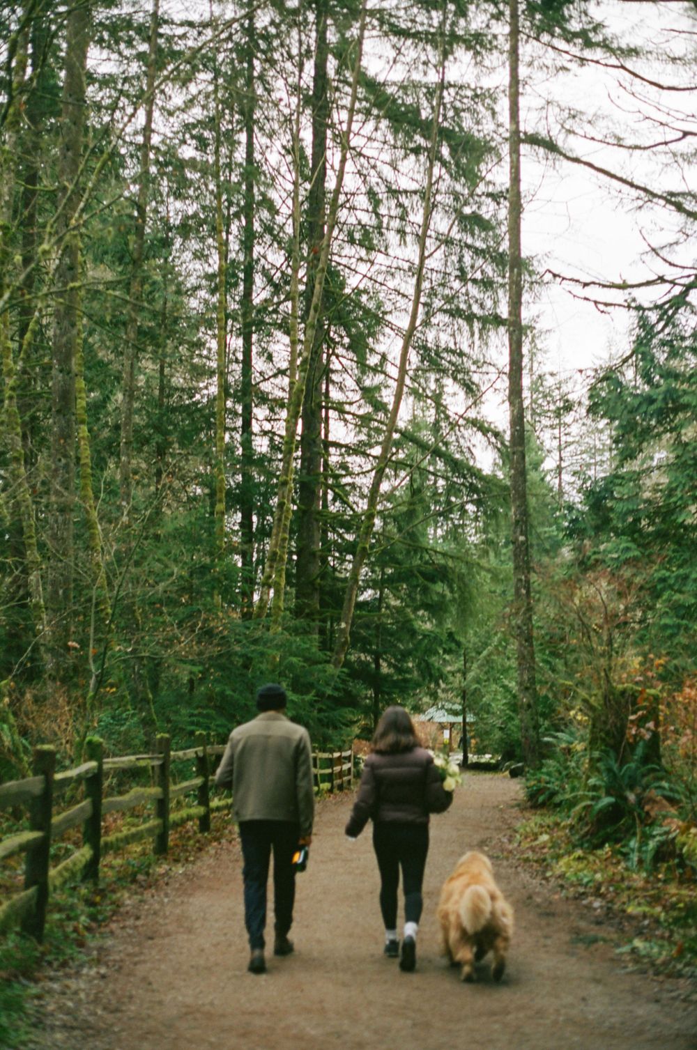 People walking along a forested trail with evergreen trees and wooden railings.