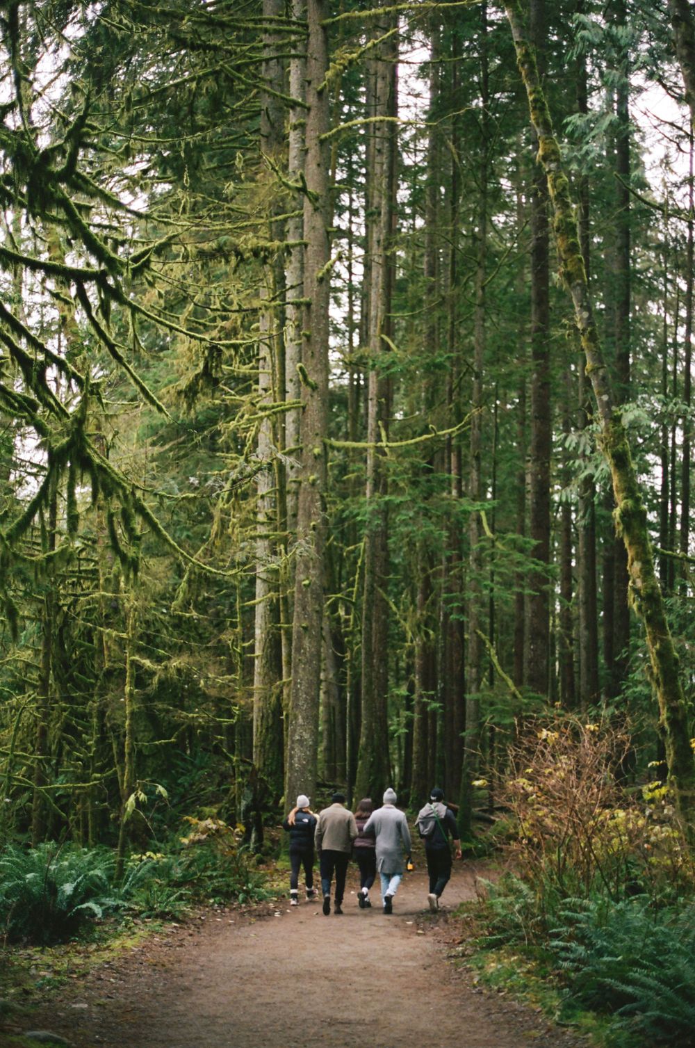 Misty forest path with towering evergreen trees and people walking in the distance.
