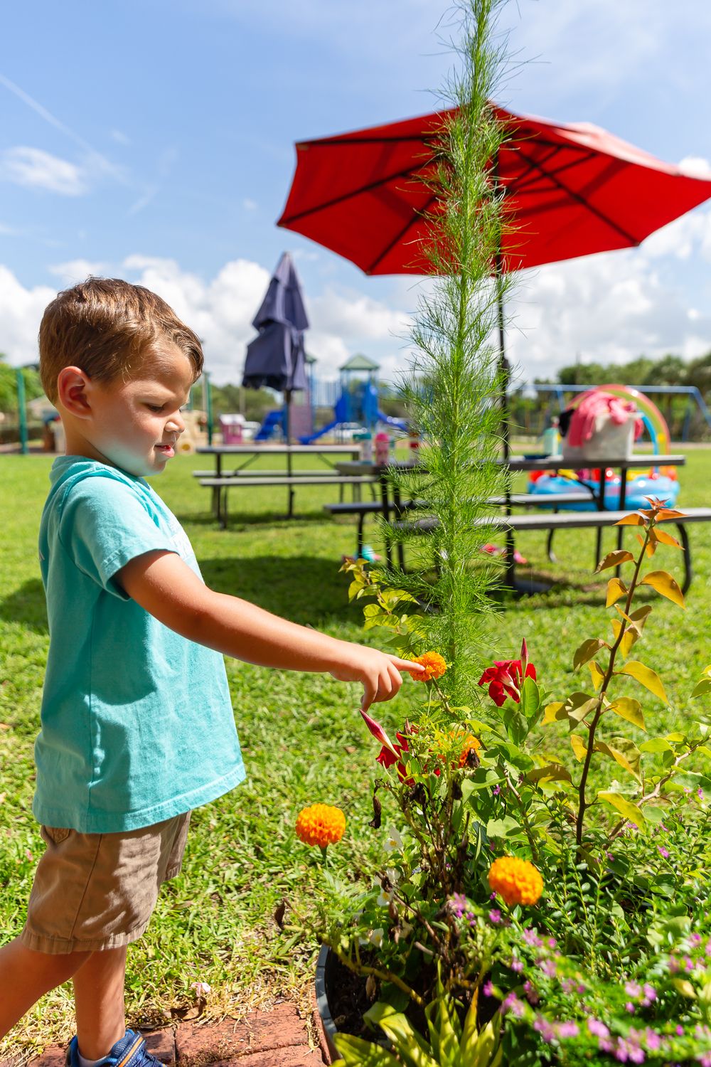 Child exploring a garden with red umbrellas and marigolds on a sunny day.
Schools photography.