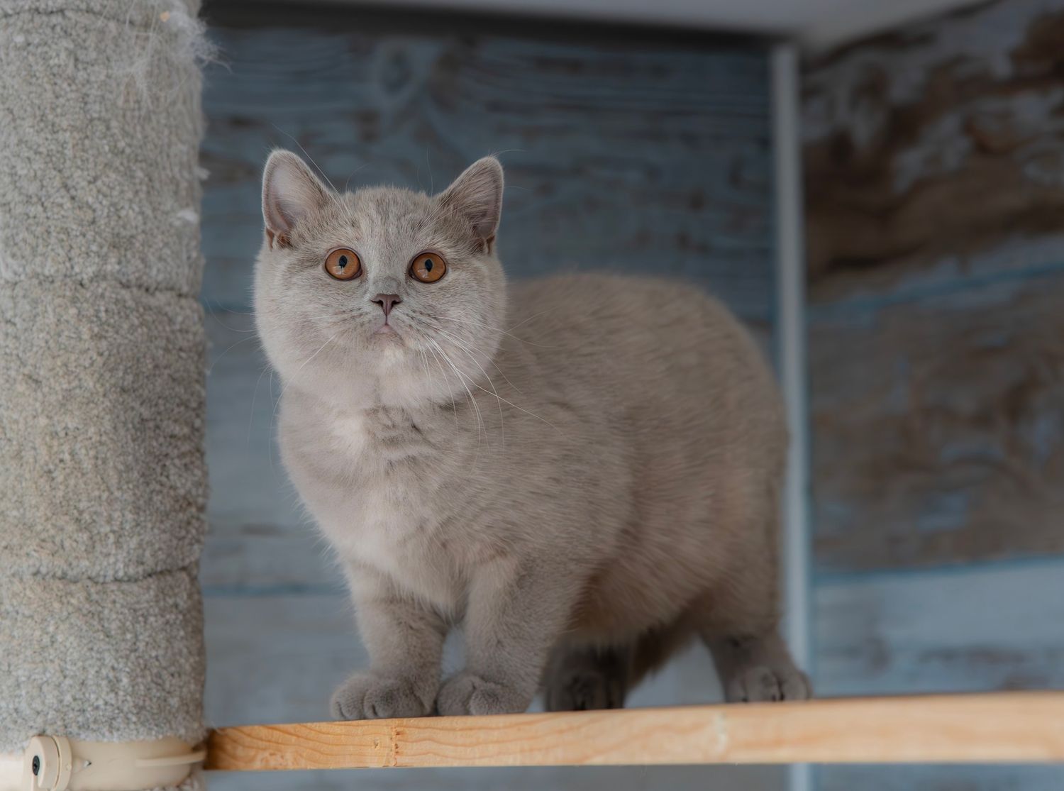 A regal British Shorthair cat with grey fur sits elegantly against a dreamy green background.