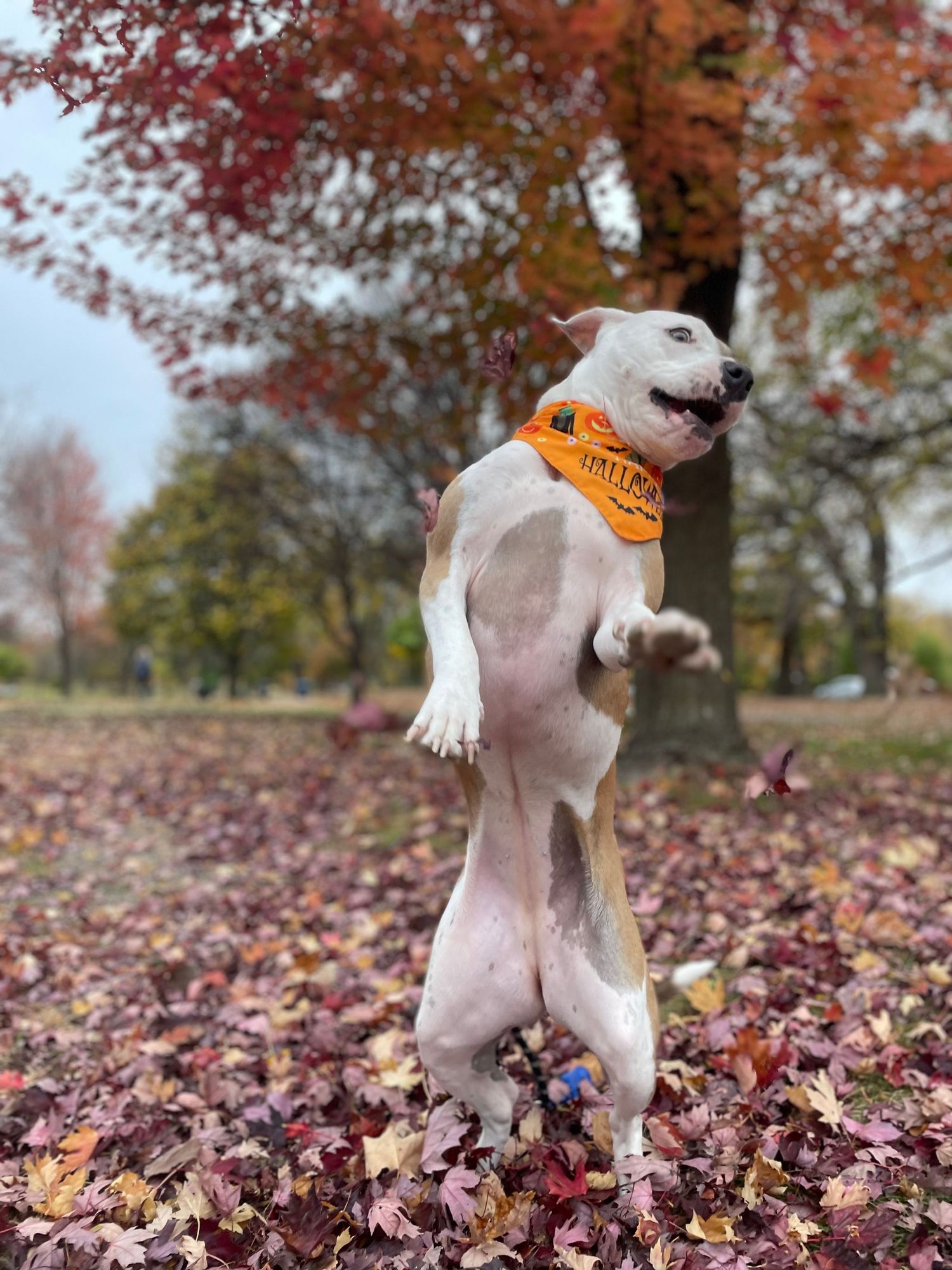White dog playing and jumping in a pile of colorful autumn leaves on a sunny fall day.