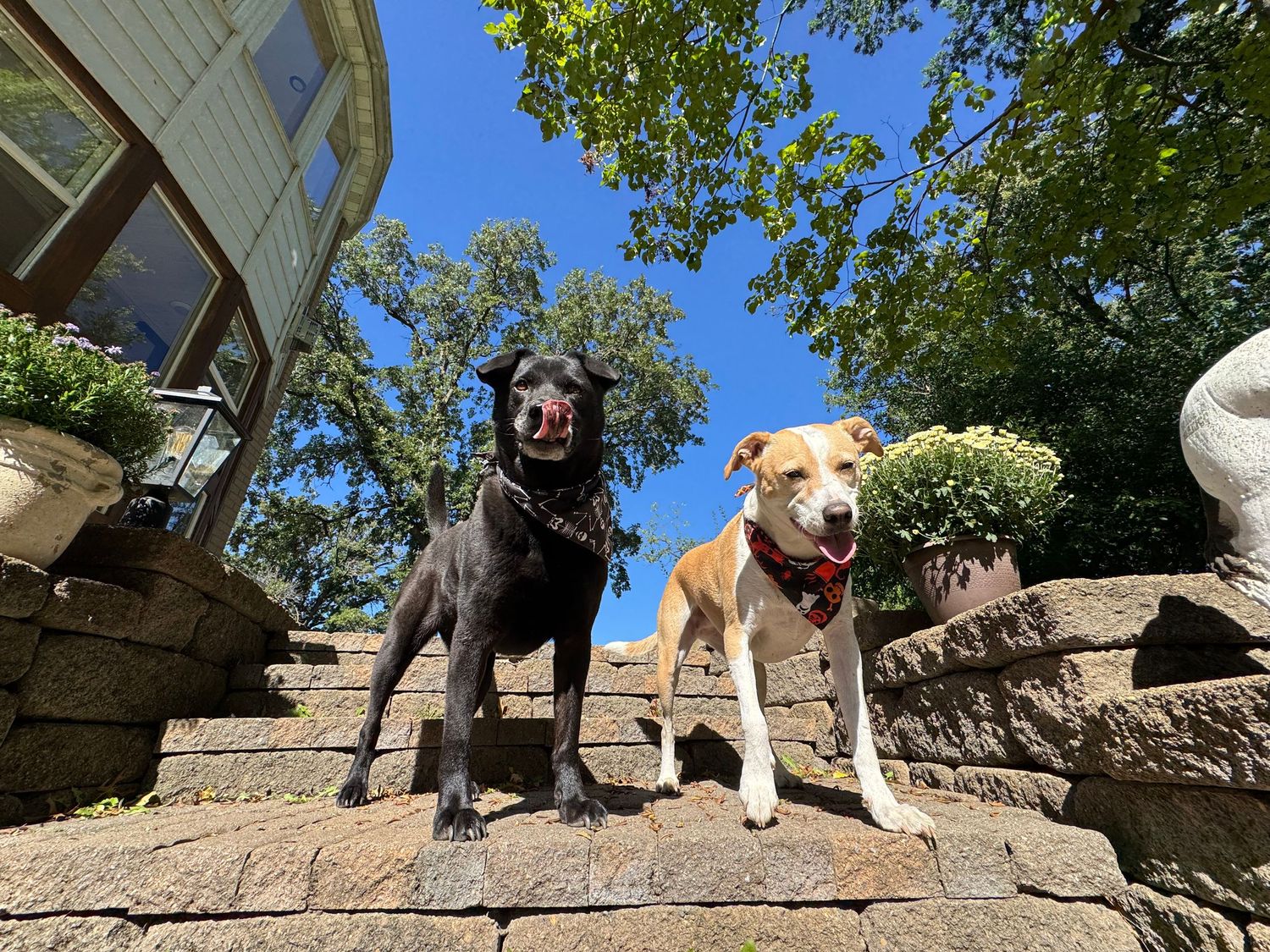 Two dogs, one black and one tan, stand proudly on stone steps against a blue sky backdrop.