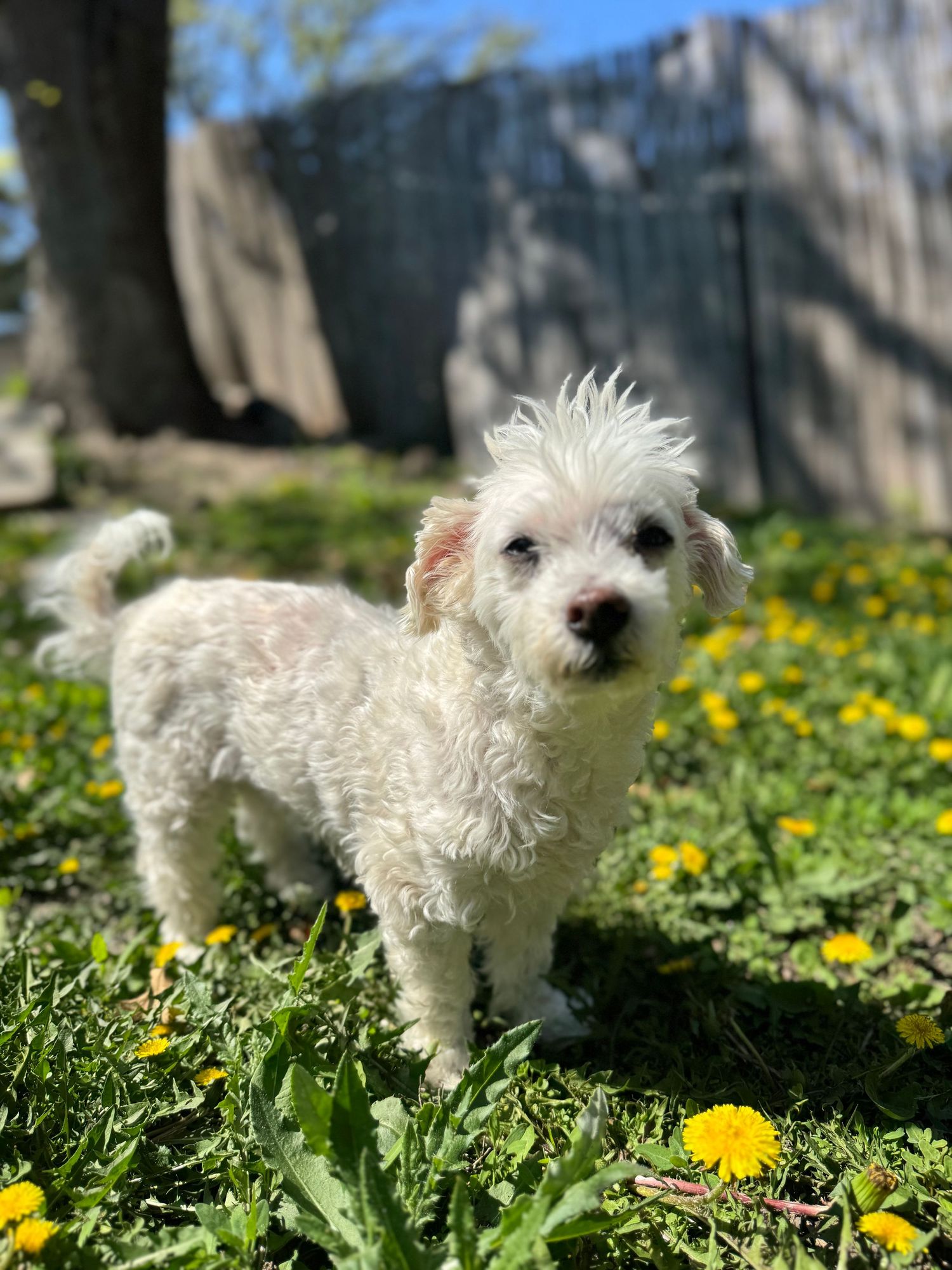 A small white fluffy dog plays in a field of bright yellow dandelions on a sunny spring day.