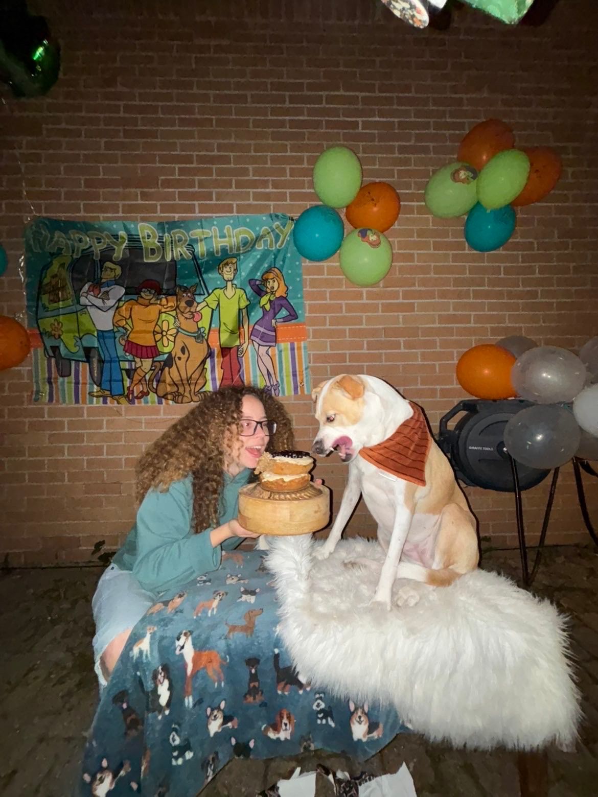 A dog and person share a birthday cake moment with colorful balloons and a party backdrop on a brick wall.