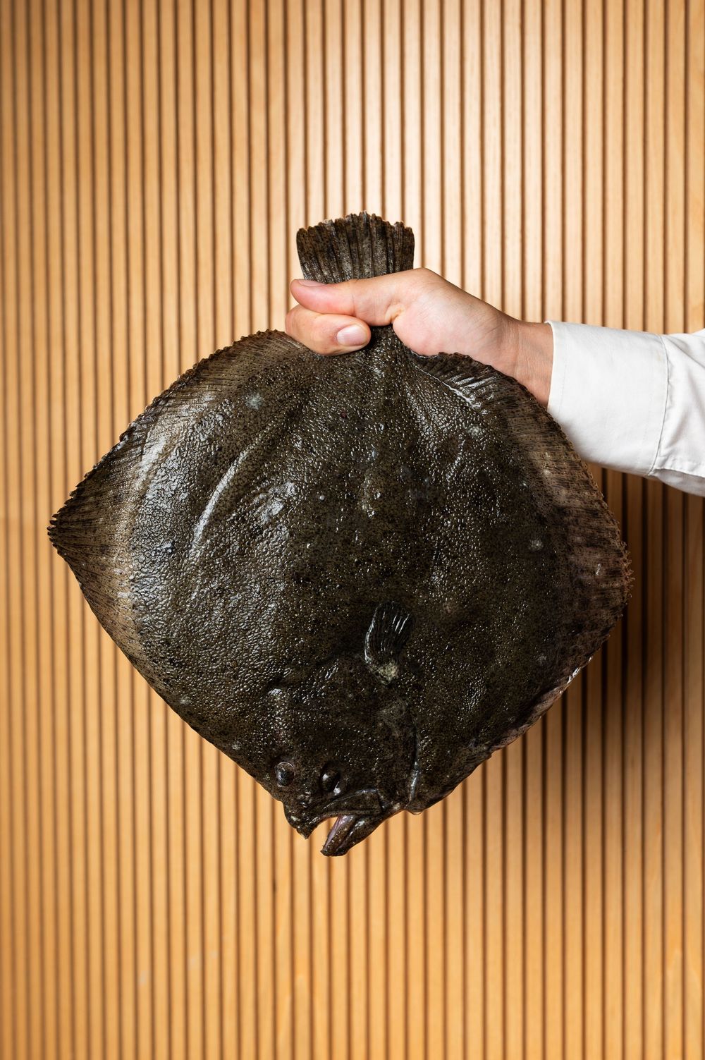 Large black skate fish wing displayed against wooden slat background.