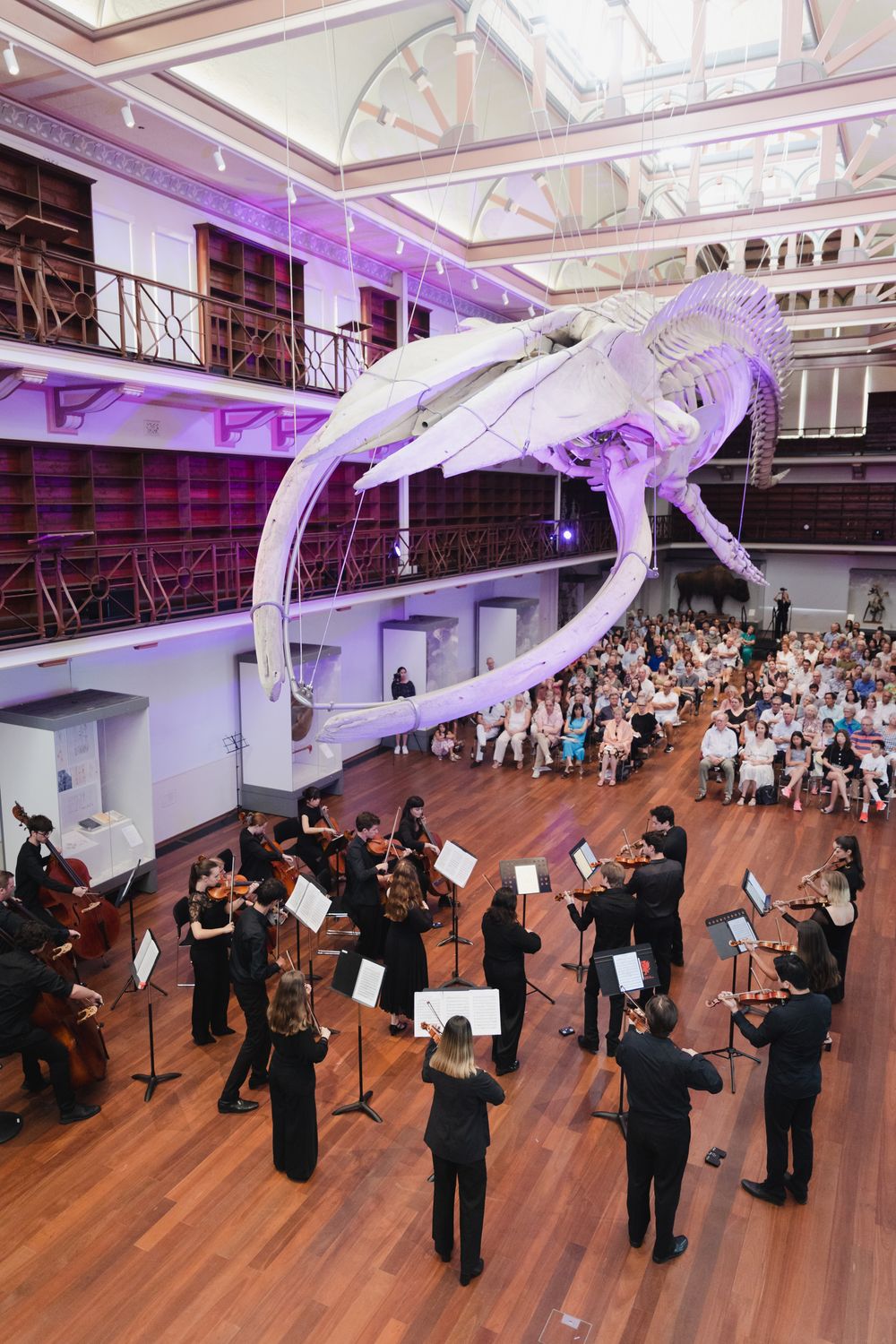 Orchestra performers in black attire playing in a large hall with purple lighting and decorative white hangings.