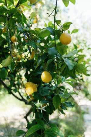 Fresh lemons growing on tree branches with green leaves in bright sunlight.