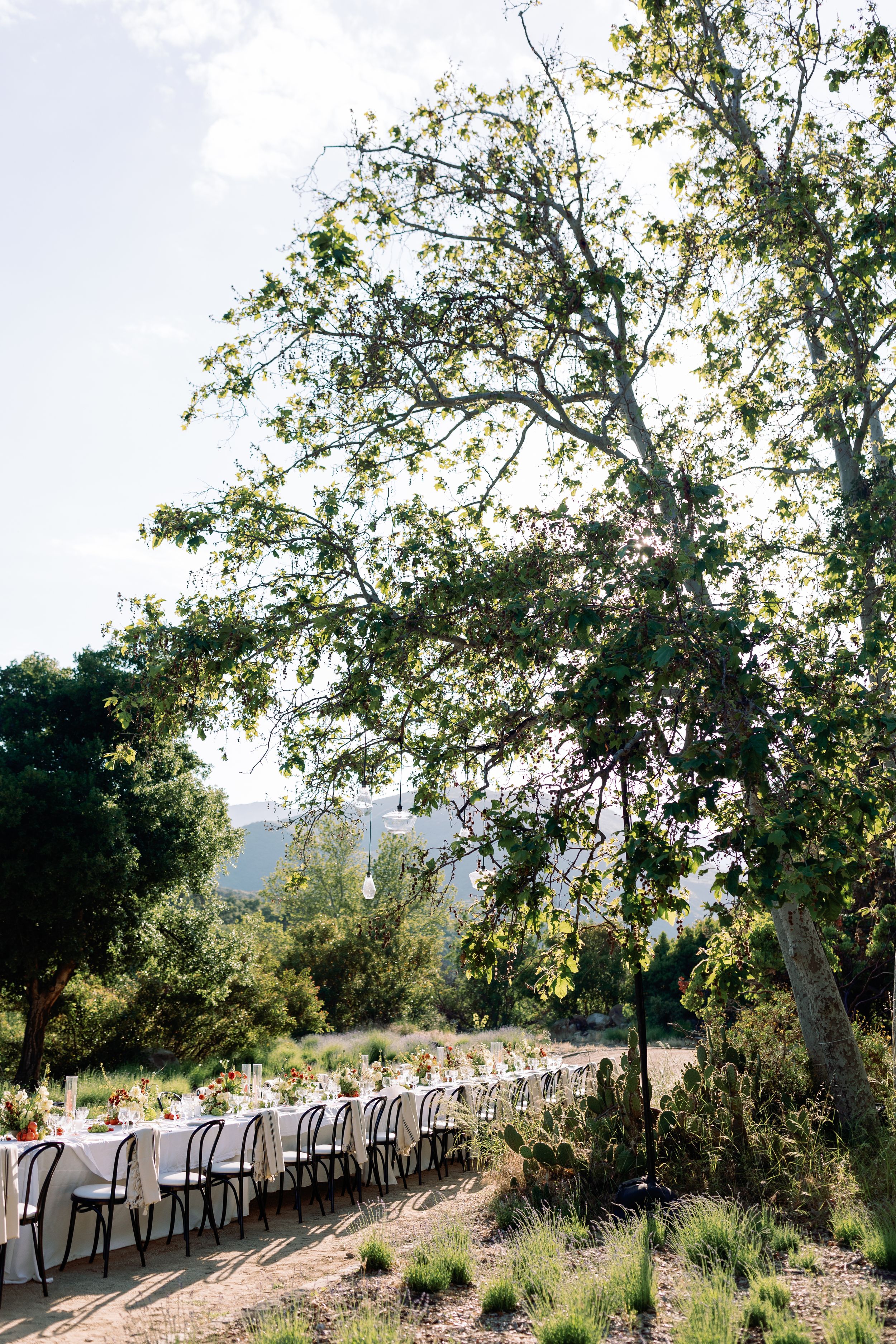 Long wedding reception table setup under trees with mountain view.