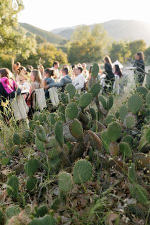 Wedding guests celebrating behind desert cactus plants with mountains in the background.