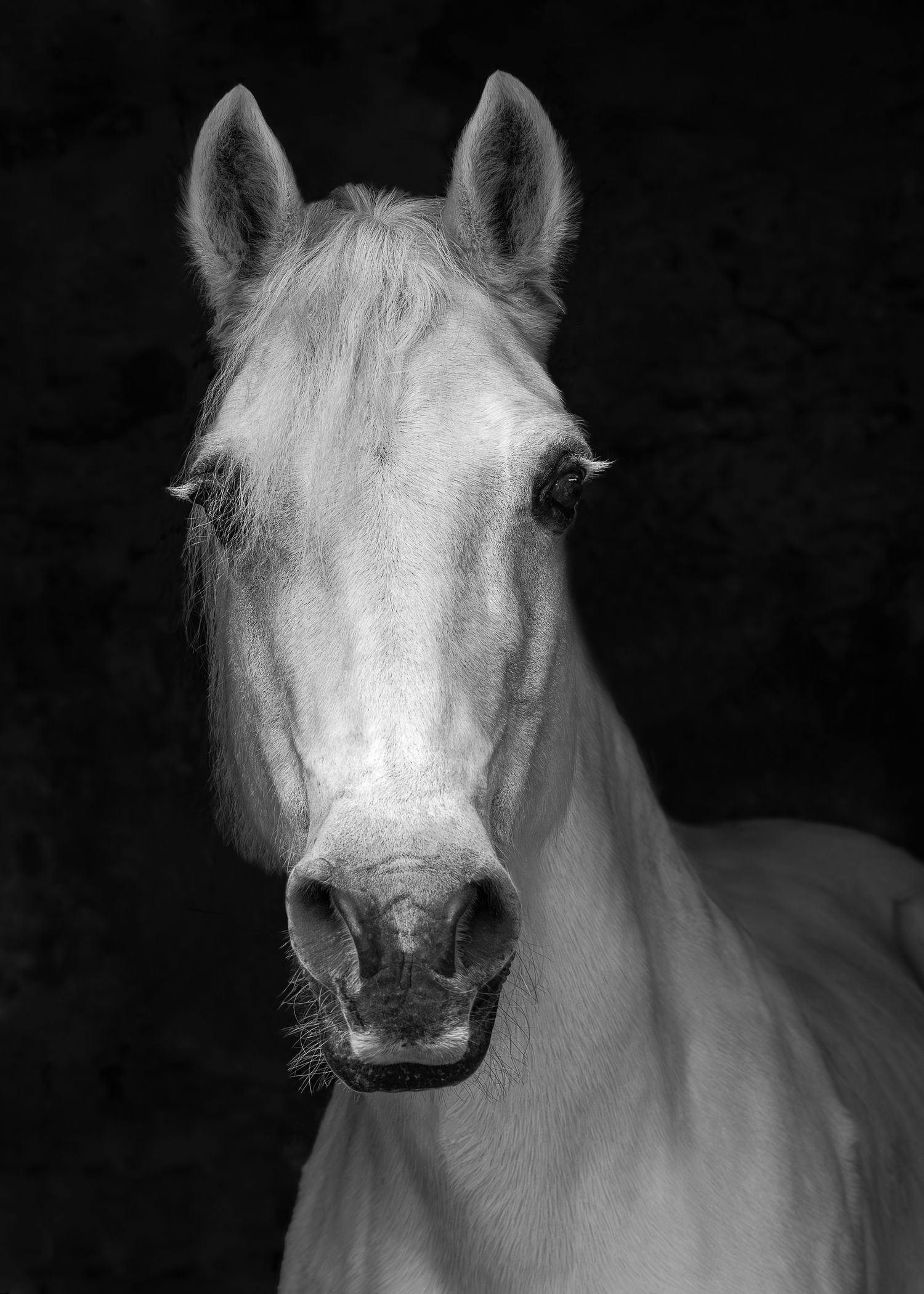 Equine portrait photography in County Durham