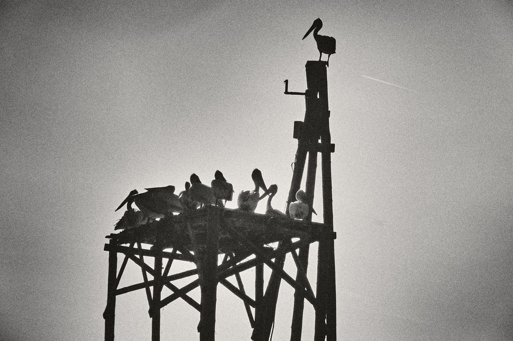 A silhouetted figure stands atop a tall wooden structure against a dramatic sky in black and white.