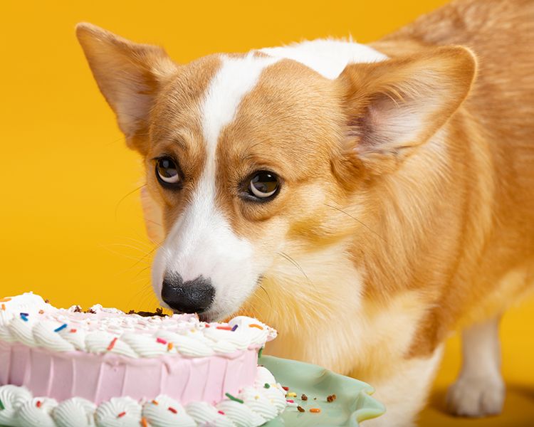 Corgi dog with pink frosted cupcakes on a green surface against a bright orange background.