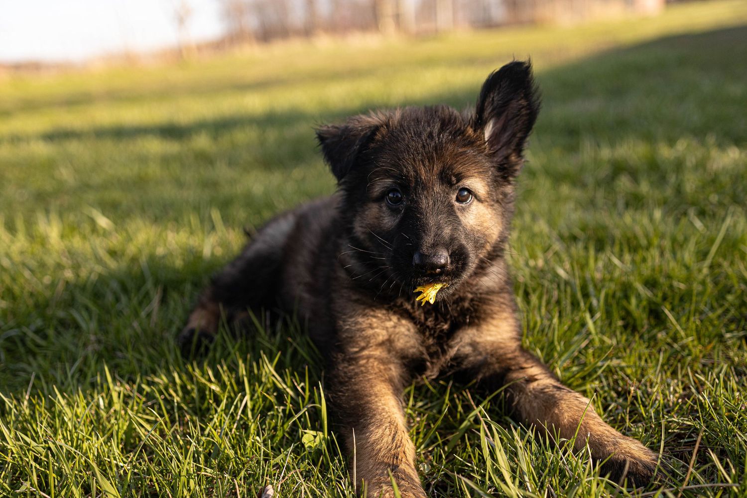 A German Shepherd puppy lies in green grass during golden hour with sunlit fur and playful expression.
