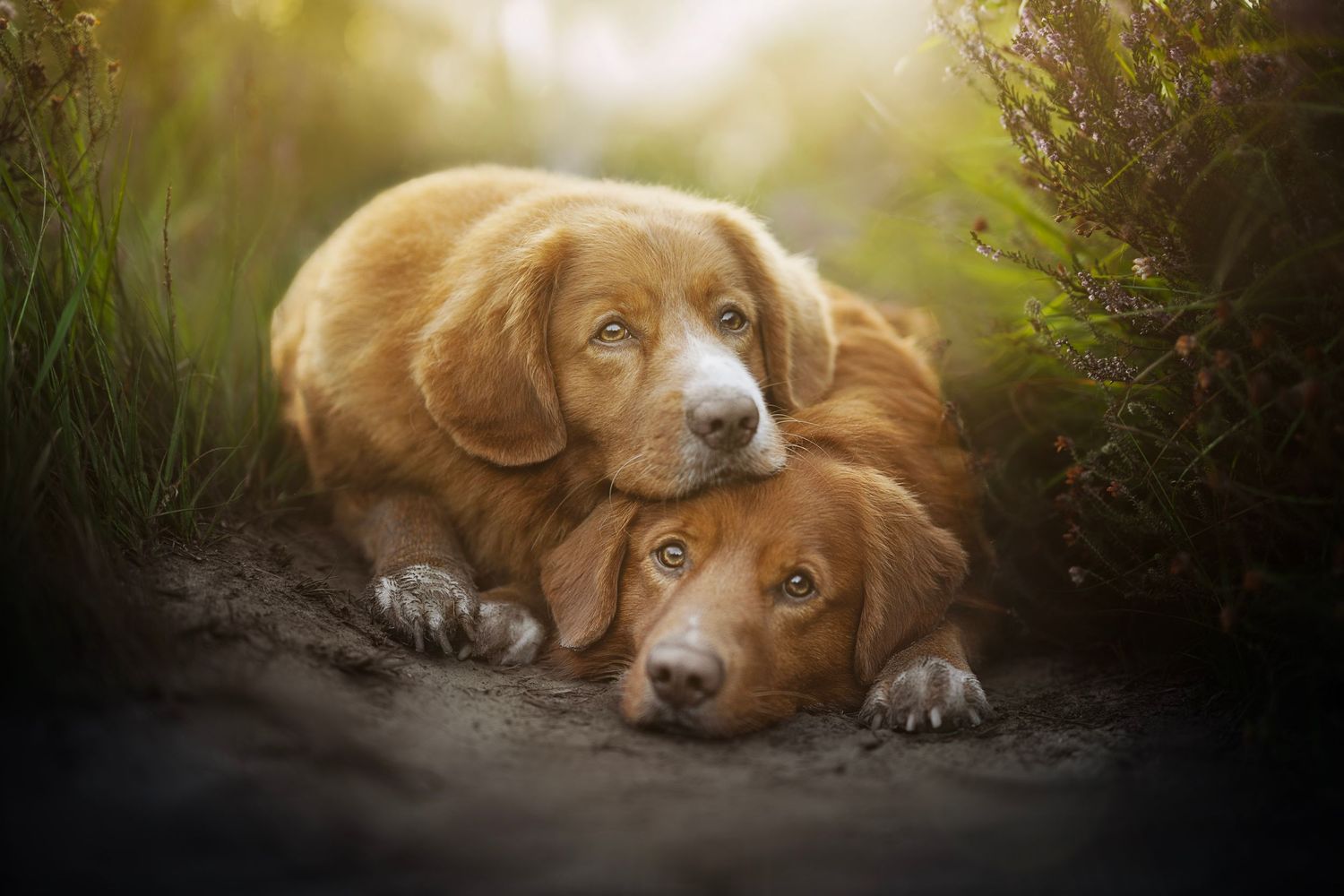 Two Nova Scotia Duck Tolling Retrievers snuggle together in a dreamy outdoor setting with golden sunlight and greenery.