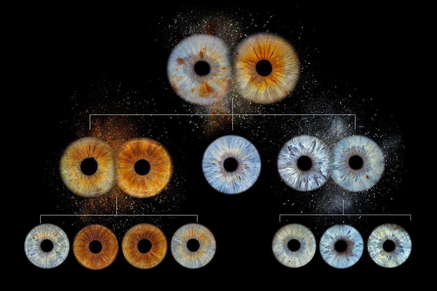 A genetic inheritance diagram showing different colored human irises in blue and brown arranged in a family tree pattern.