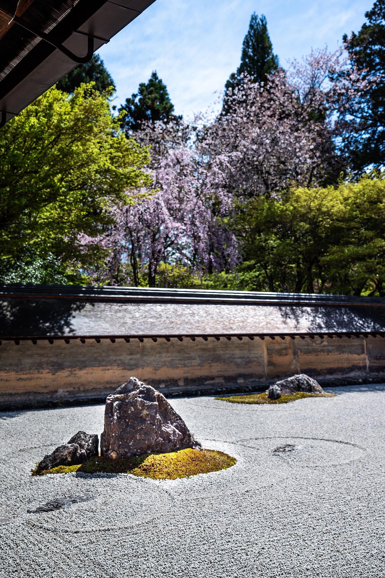A traditional Japanese rock garden with raked gravel patterns and stone arrangements beneath cherry blossoms.