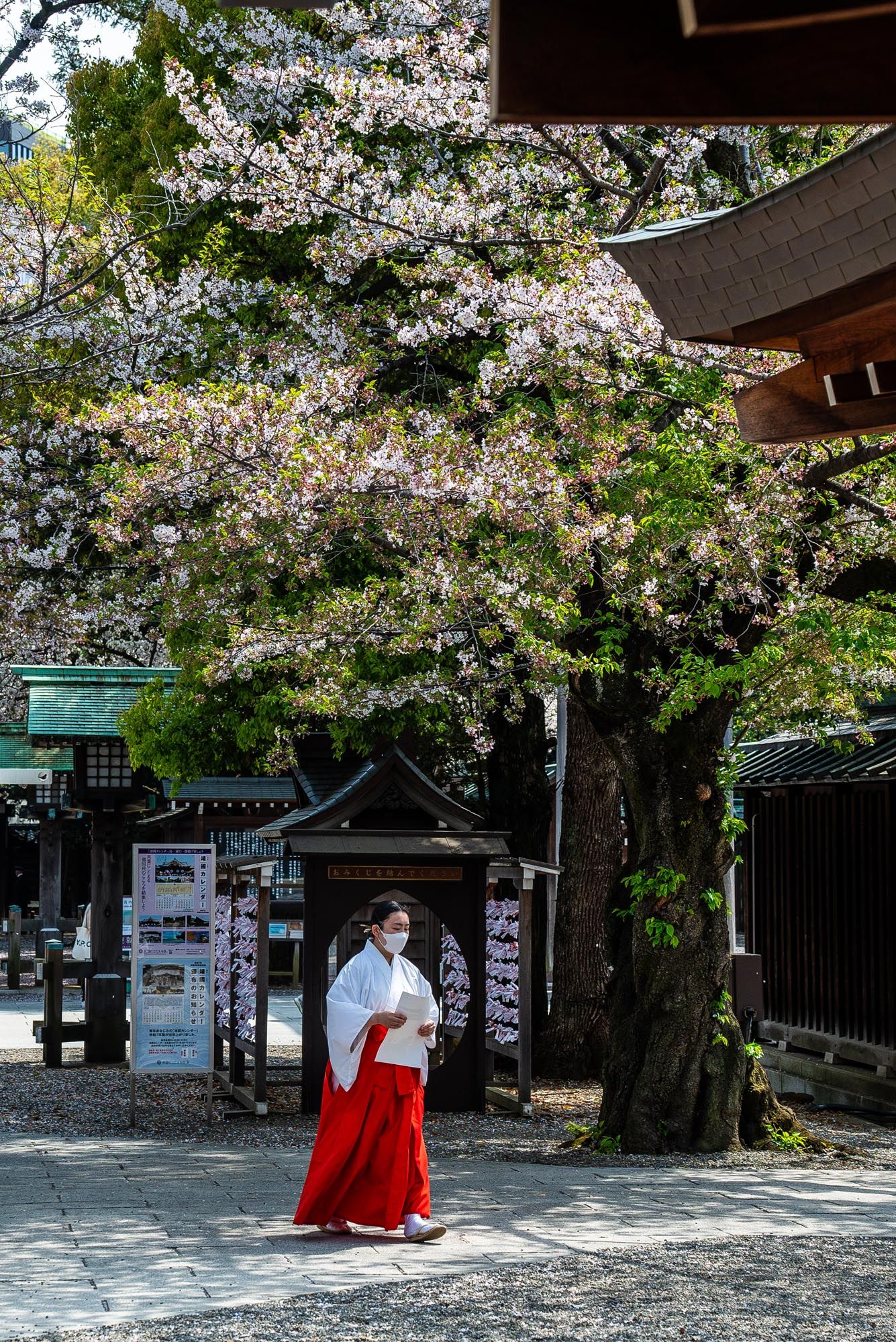 Cherry blossom petals fall gently around a traditional Japanese shrine as a miko priestess in red and white robes walks past.