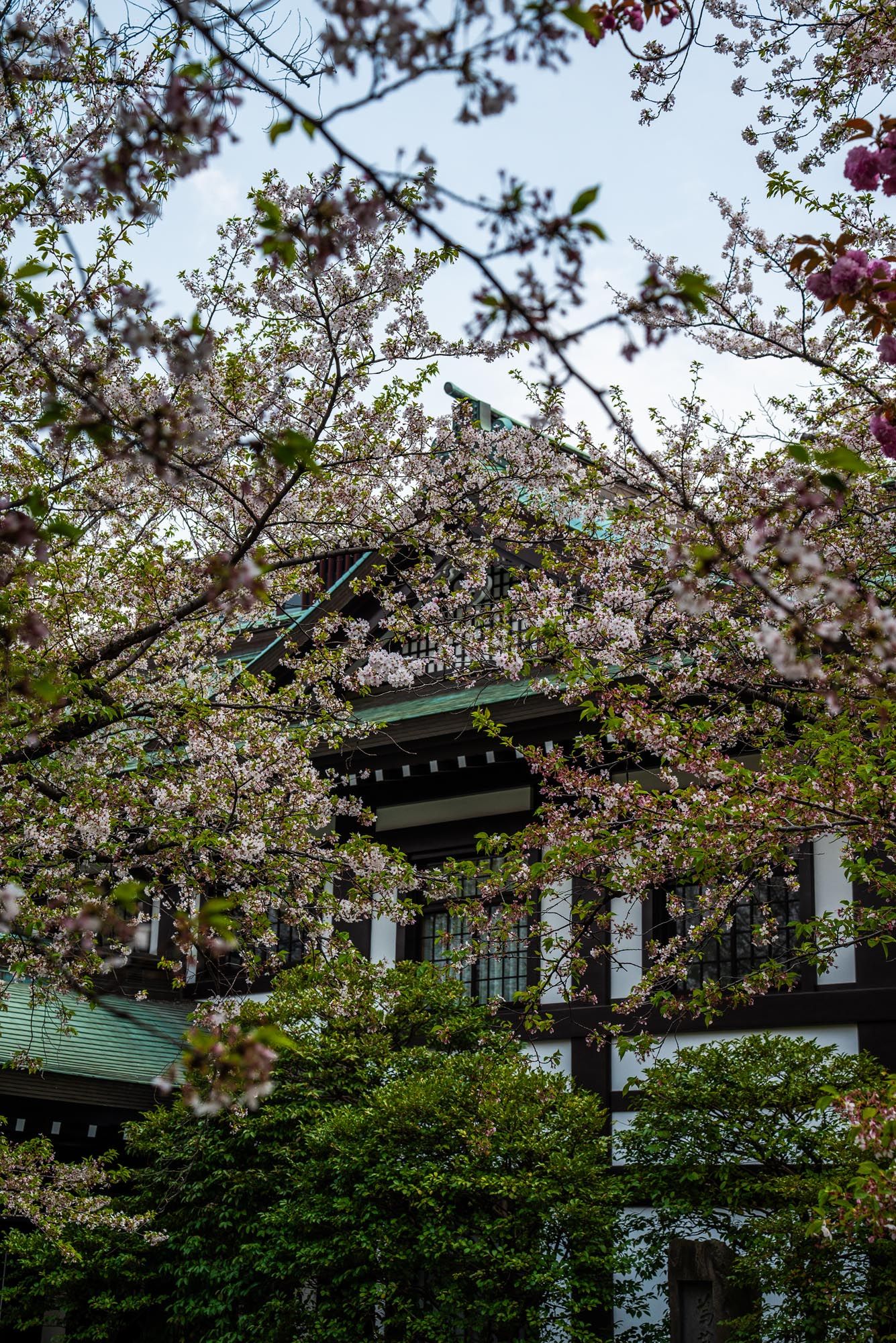 Cherry blossom branches spread over a traditional Japanese building with green trim and dark roofing.