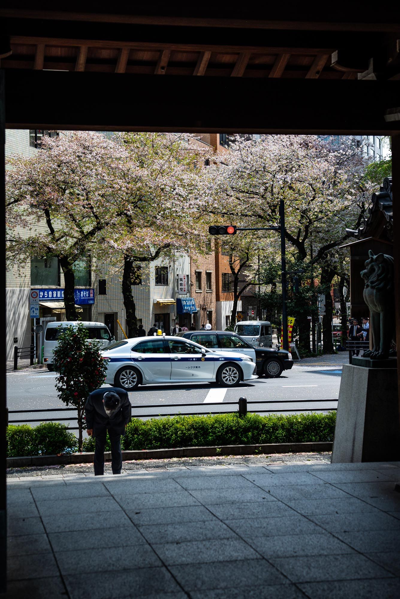 Cherry blossom trees line an urban street with parked cars and pedestrians on a spring day.