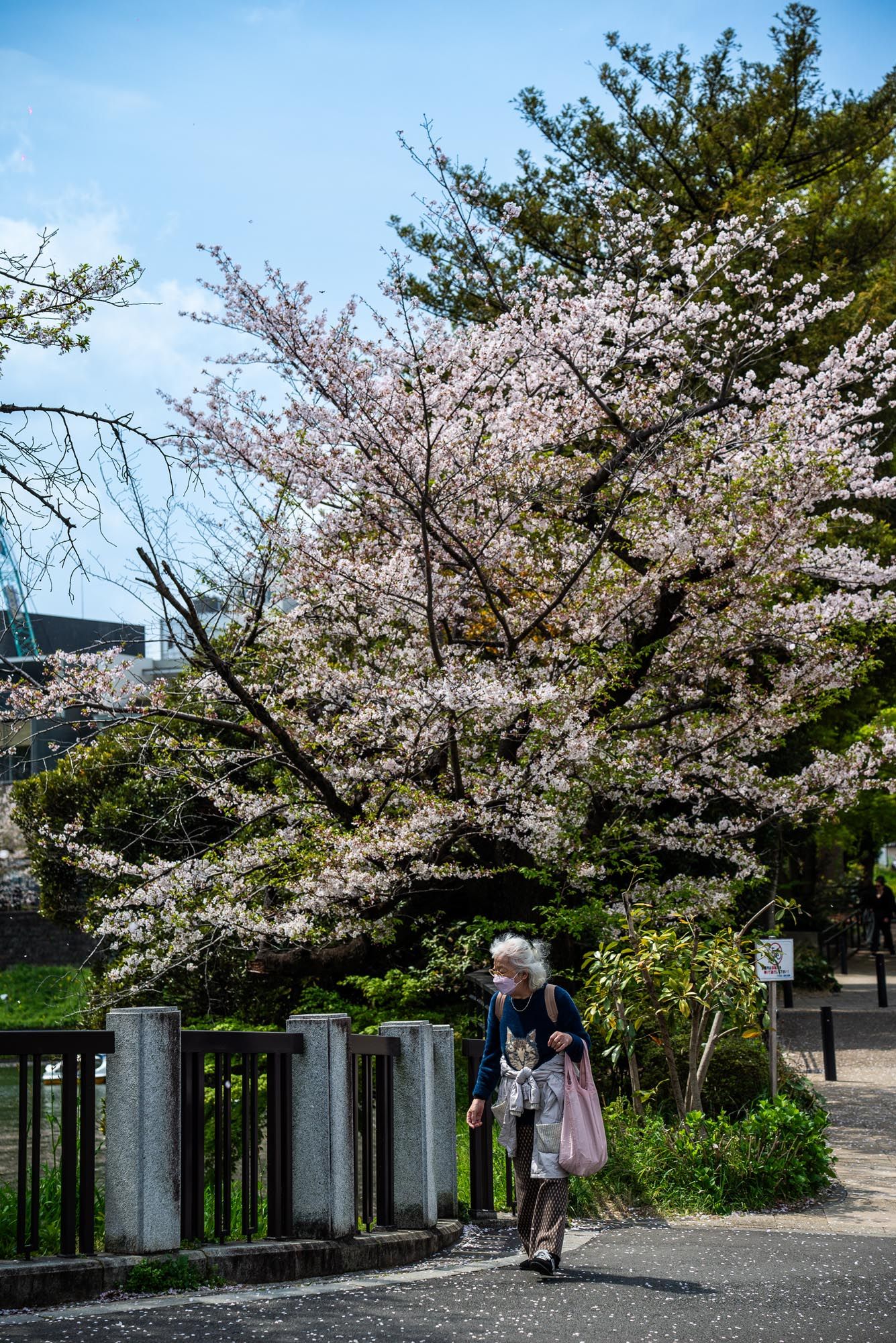 Cherry blossom trees in full bloom line a pathway with stone pillars in a Japanese garden setting.