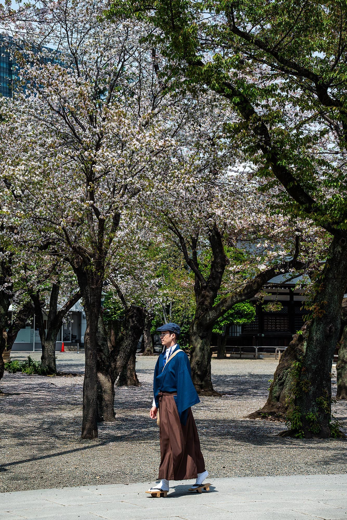 A person in a blue suit and brown skirt walks through a grove of blooming cherry blossom trees in springtime.