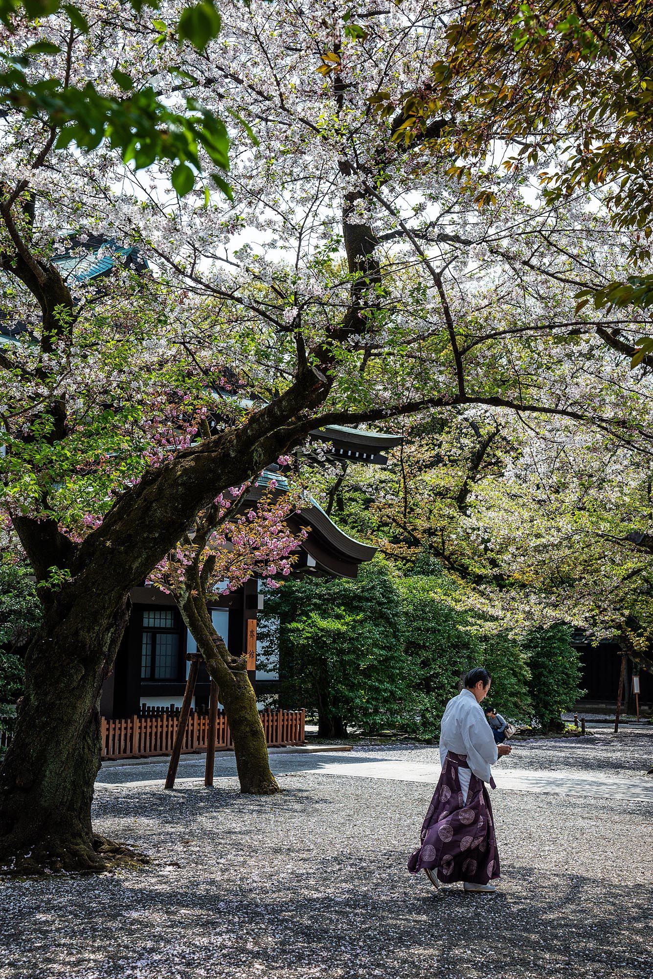 Traditional Japanese garden with blooming cherry blossoms and gravel paths beneath the trees.