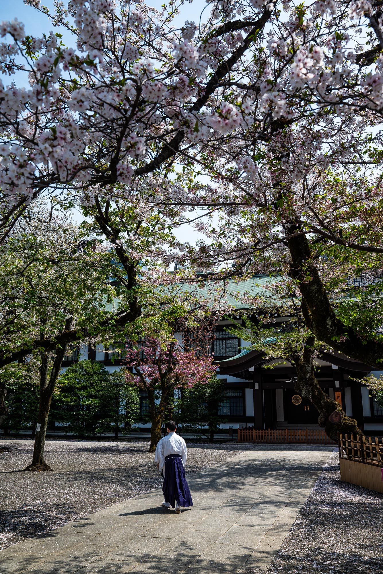 Cherry blossoms frame a traditional Japanese temple courtyard with visitors enjoying the spring scenery.