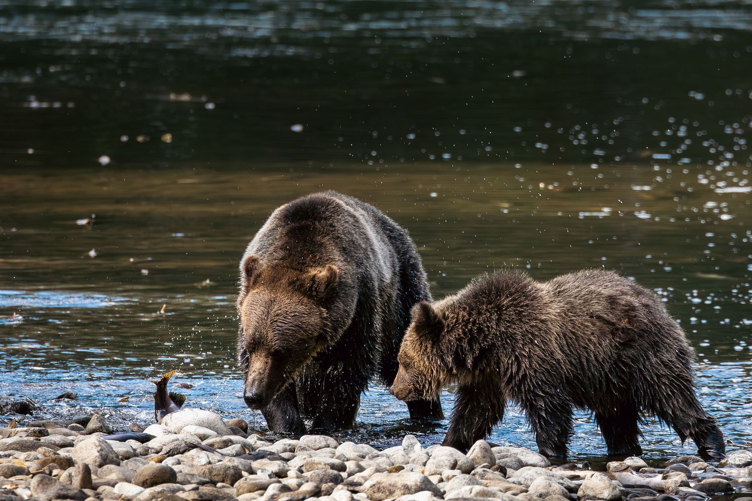 A grizzly bear and two cubs search for fish along a rocky riverbank in a pristine wilderness setting.