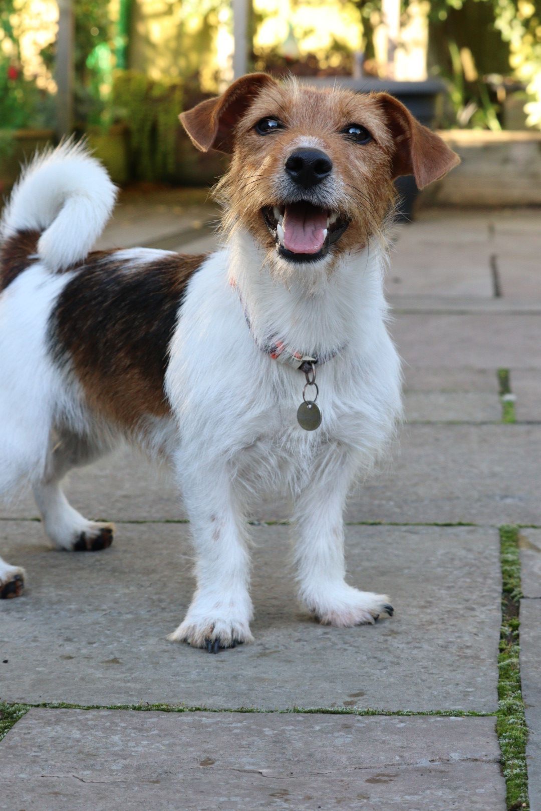 Photograph of a Jack Russell Terrier by Woodland Workbench