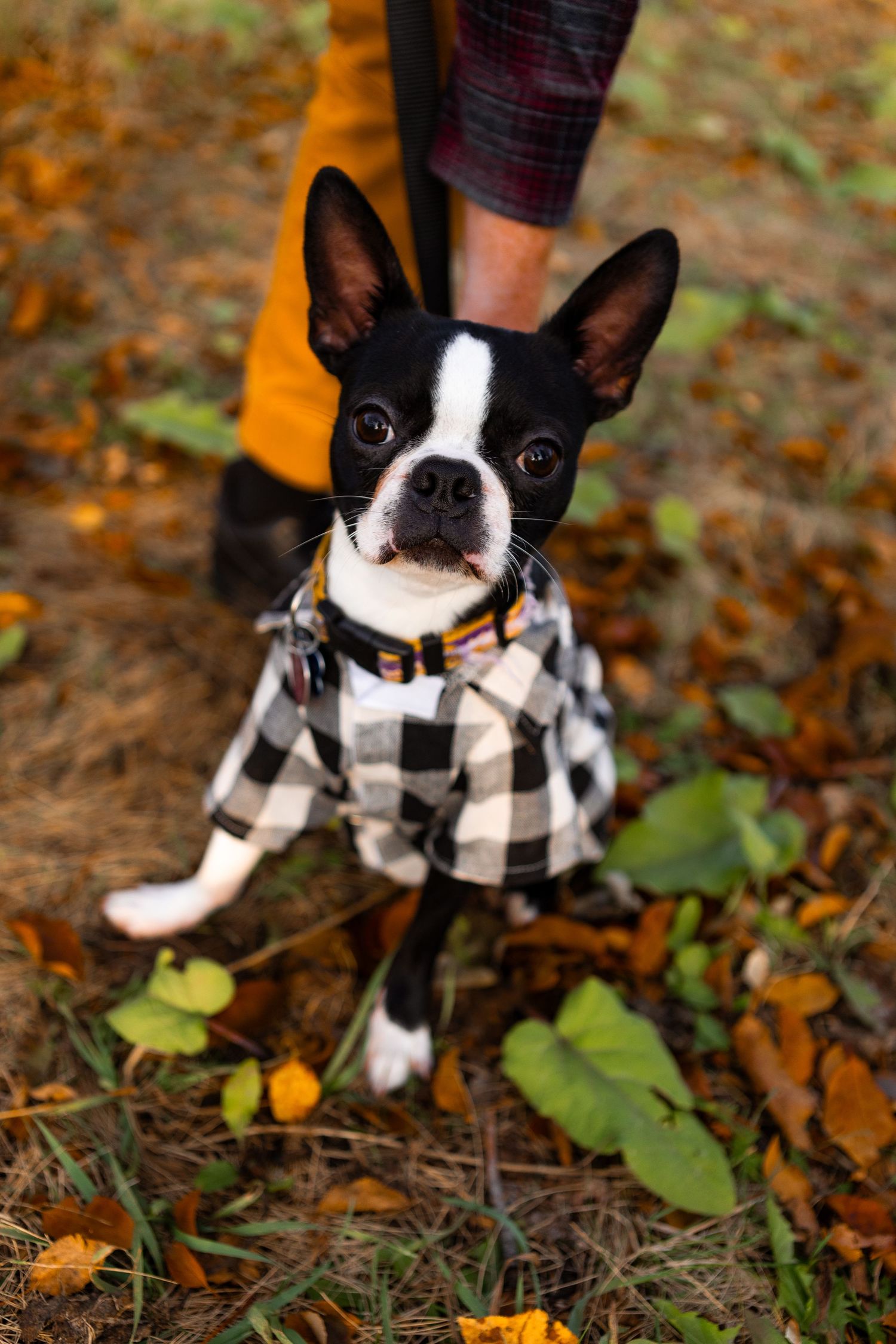 Boston terrier puppy wearing a black and white buffalo plaid sweater sits among fallen autumn leaves.