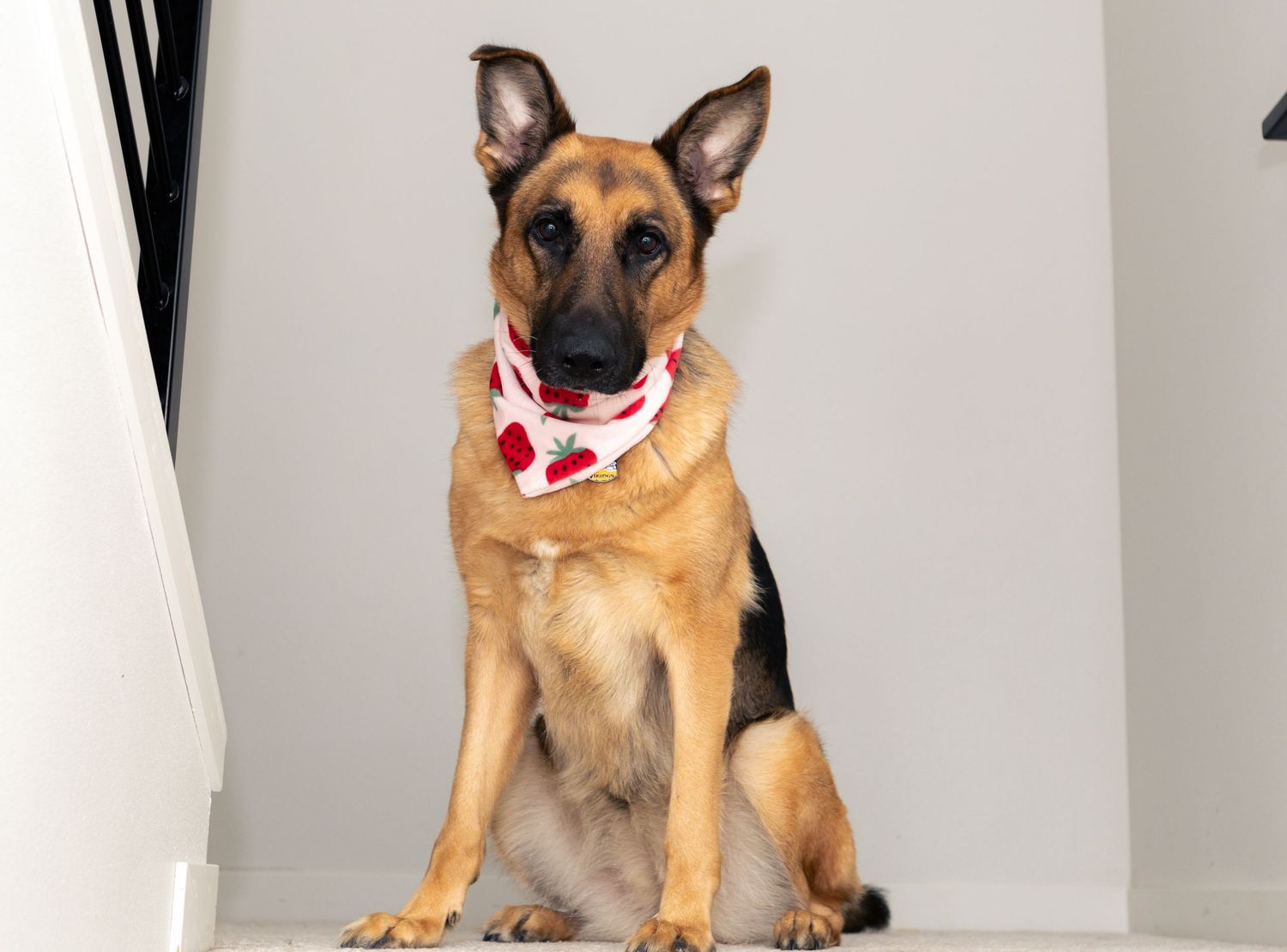 A German Shepherd dog sitting and showing different playful expressions in a series of studio portraits.
